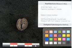 Foto (Objekt + Etikett) von Pleioclinis couchmani F.V. Mueller (NHMW-GEO-2024-0188-10469)